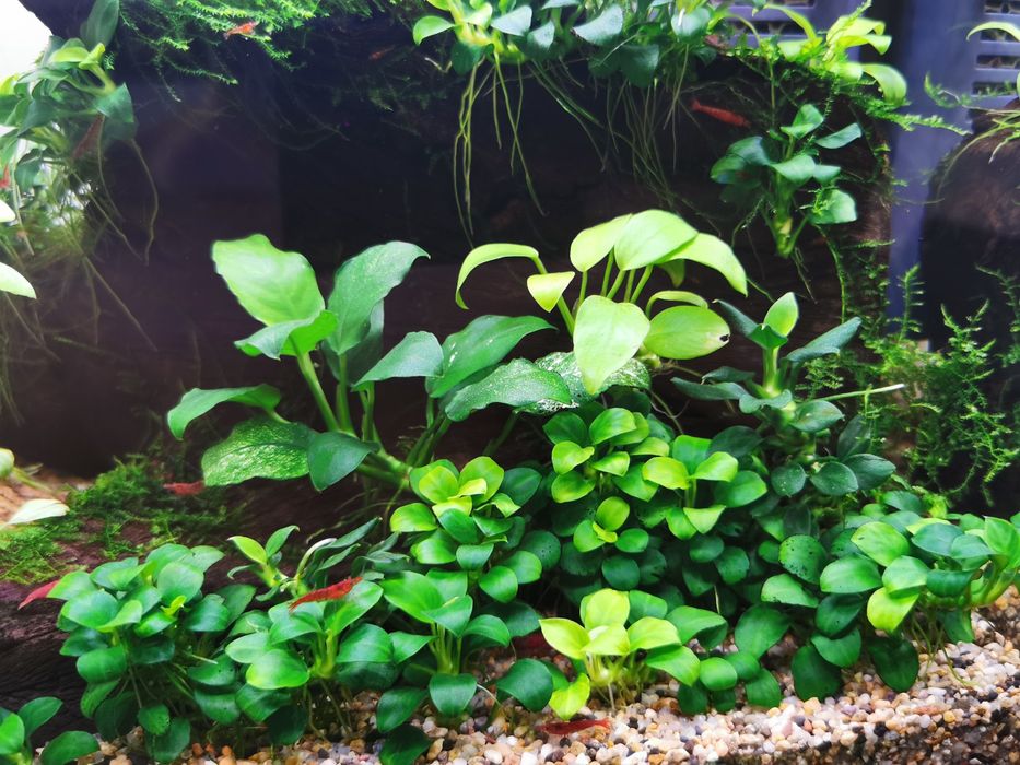 Vand plante naturale pentru acvariu