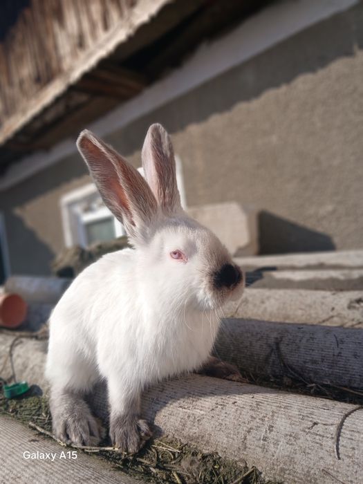 Pui uriaș de Transilvania