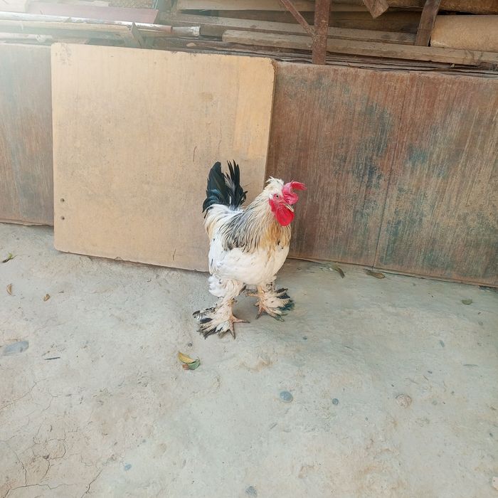 Xuroz tovuqlar sotiladi