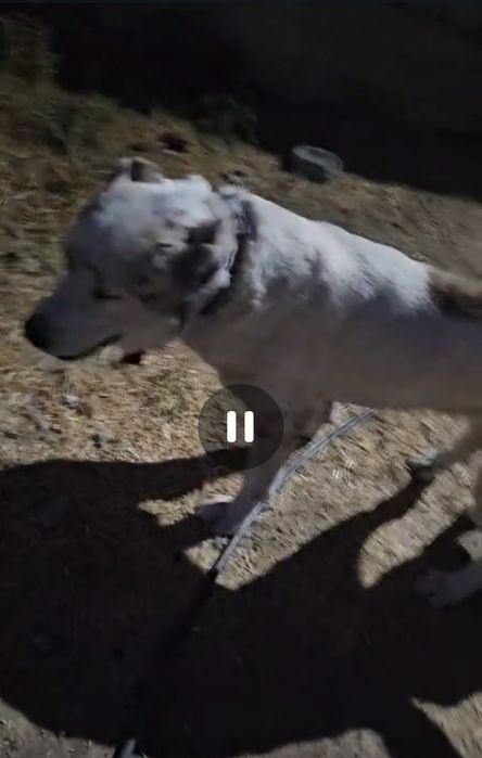 Щенок САО алабай