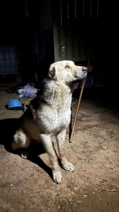 Щенки Тобета месяц отруду