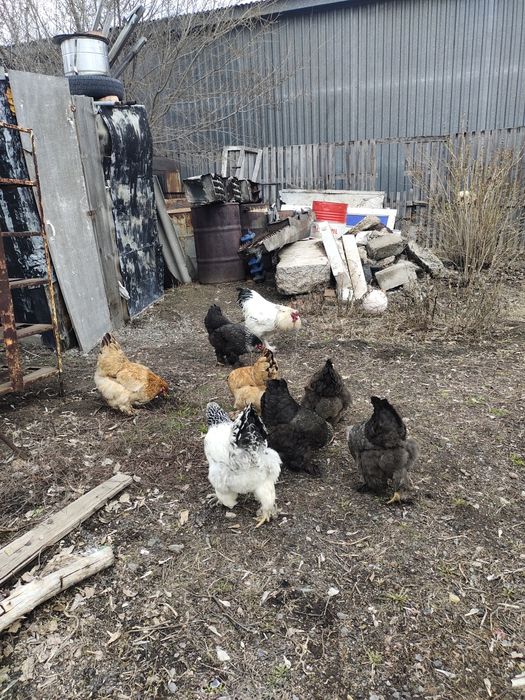 Куры брамо разный окрас