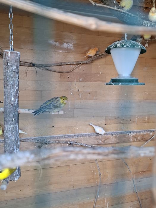 Canari de cântec