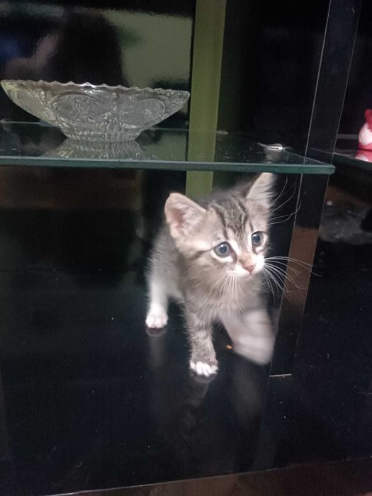 Търся дом за 3 прекрасни котенца