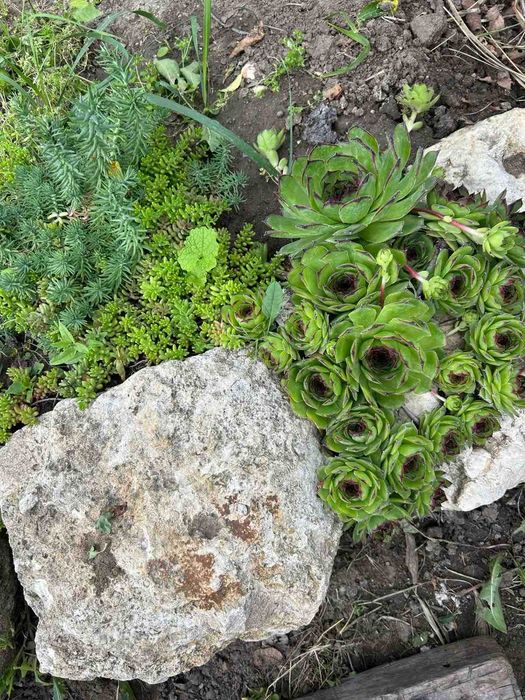 Сукуленти / Алпийска роза / Дебелец