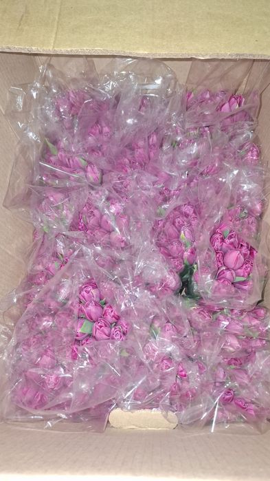 Тюльпан оптом Беларусь