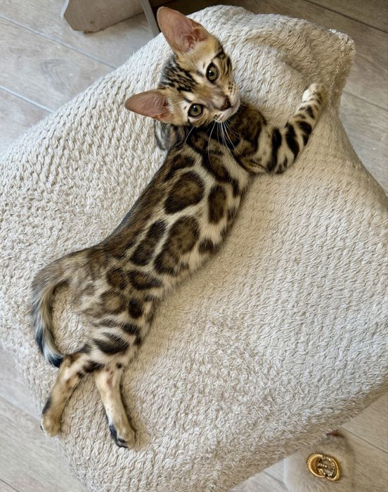 Котенок бенгальский