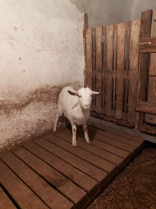 Коза зааненская, коза 6месячные