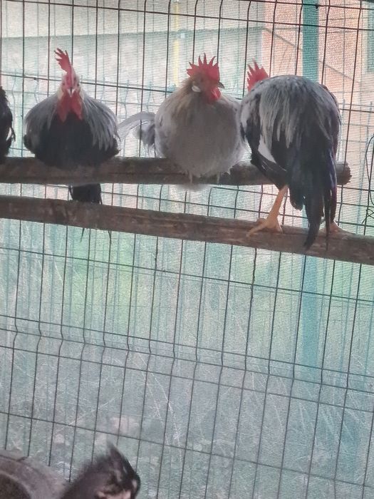 Cocosi tineri  italiene potarnichiu  perlat și argintiu