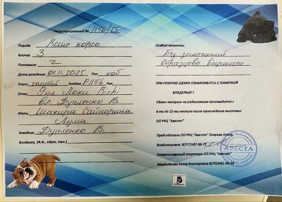 Кане Корсо ( Cane Corso)