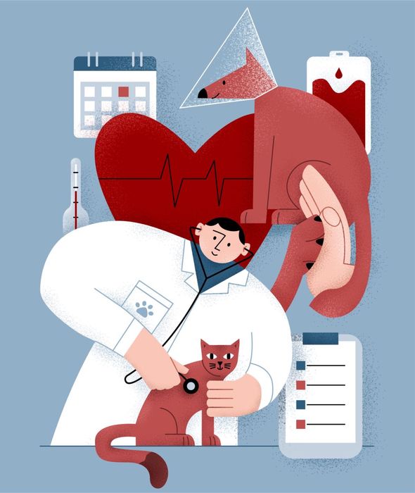 Ветеринарный врач на дом | Veterinar hizmati