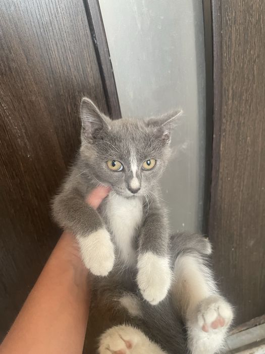 Отдам котят в добрые руки
