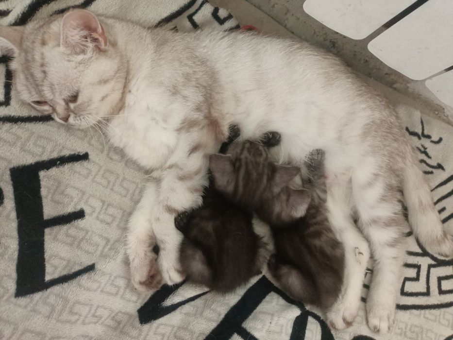 Продам котят мальчик и девочка,помесь с бенгалом