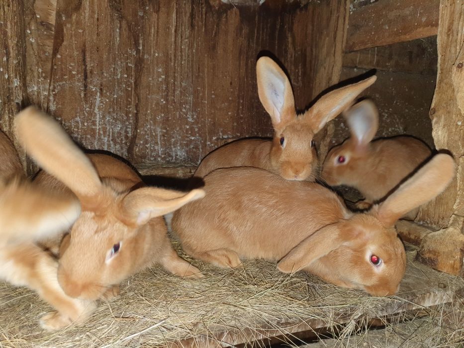 Породистые кролики