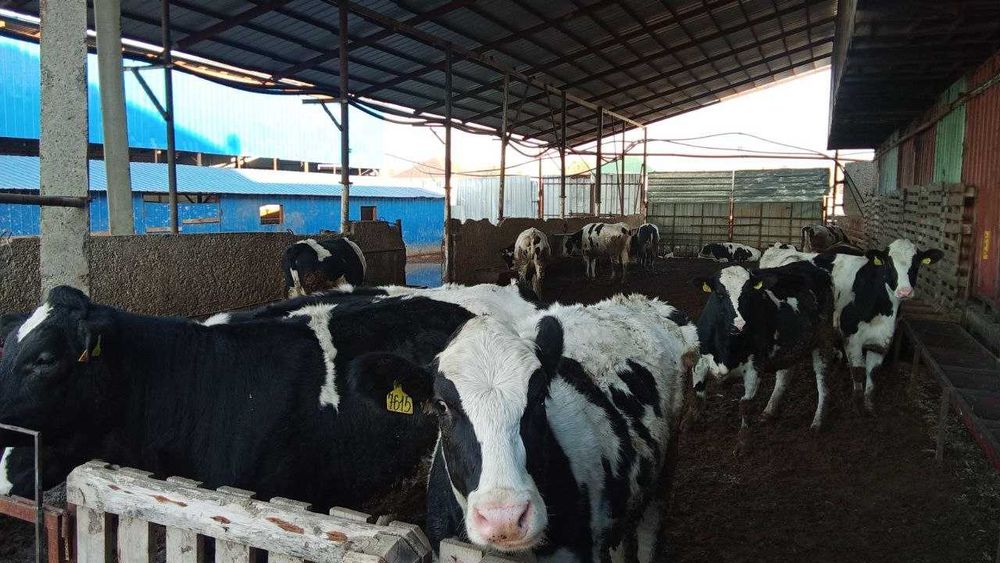 продажа скот КРС СХ