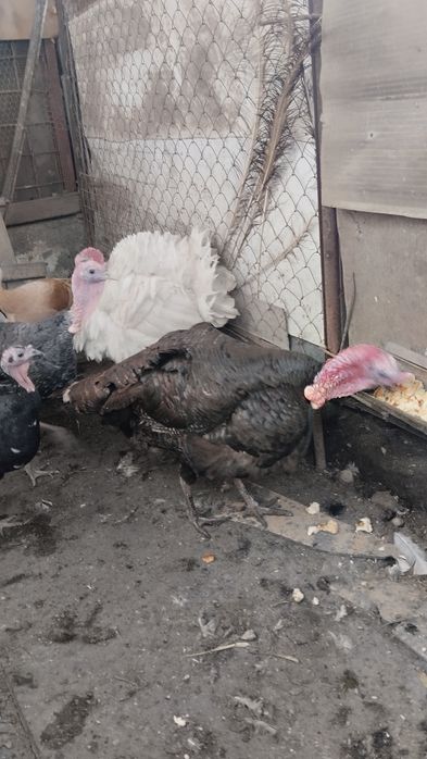 Продам индюшек и индюка