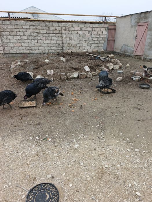 Индюктер сатылады