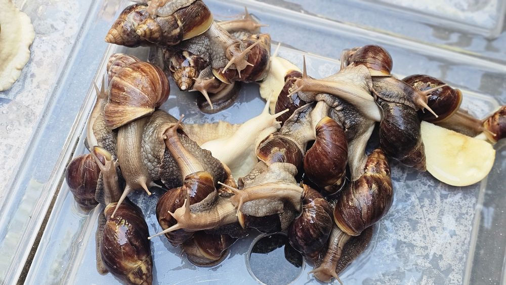 Melci africani uriași Achatina