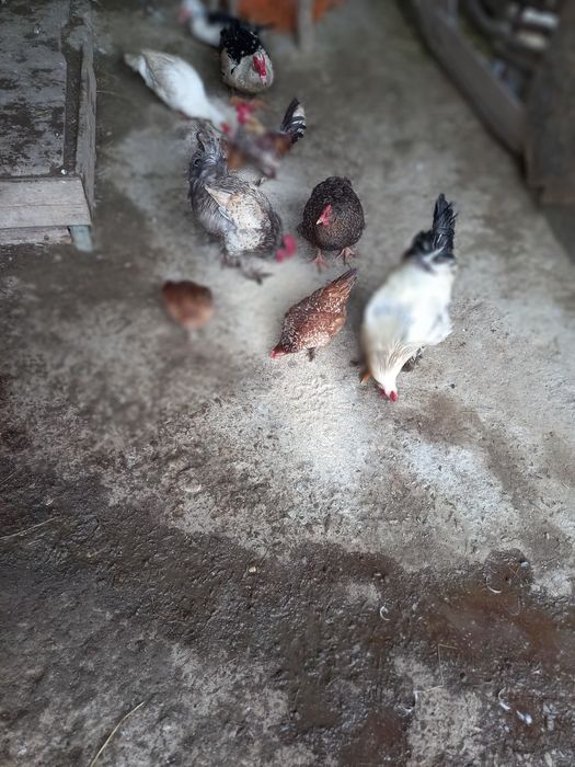 Vând gâini Brahms și rate mai multe rase