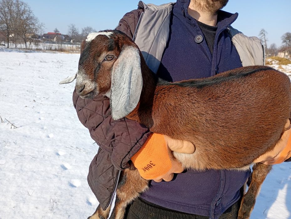 Mascul Anglonubian cu pedigree.