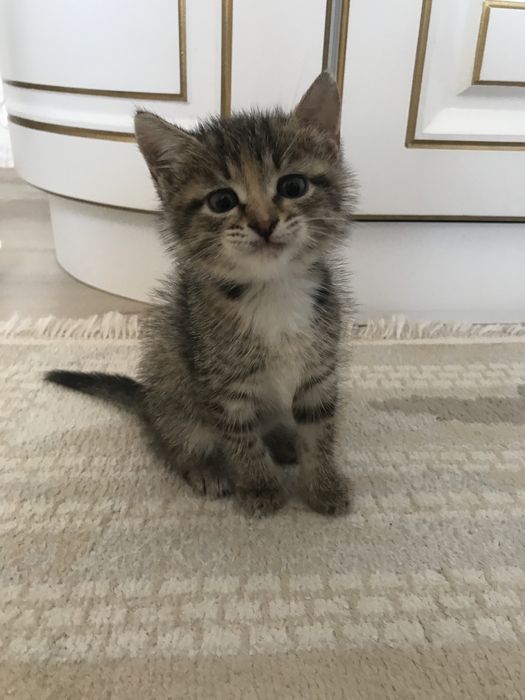 Котик в добрые руки