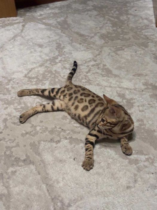 Продам котенка 6 месяцев