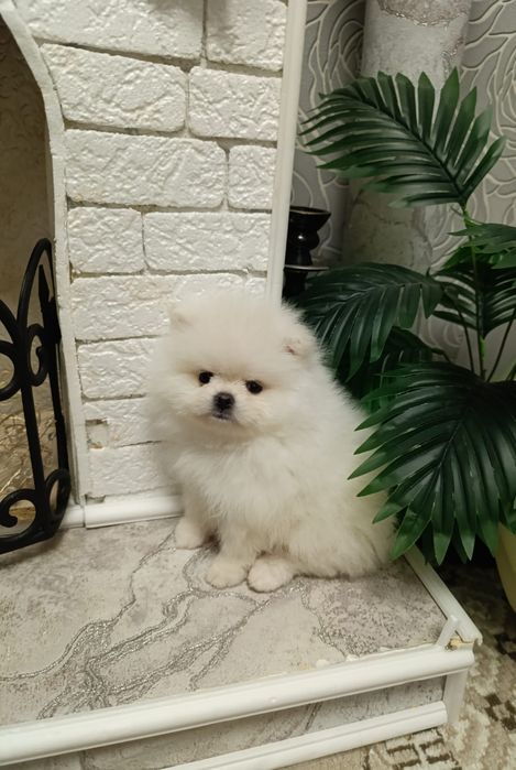 Померанский шпиц, 1,5 мес, помиранский