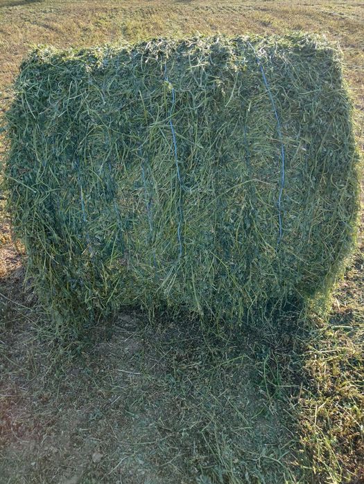 Baloți de lucernă ecologică infoliati recolta 2025