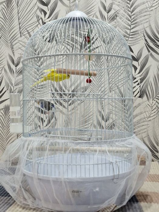 Продам волнистых попугаев