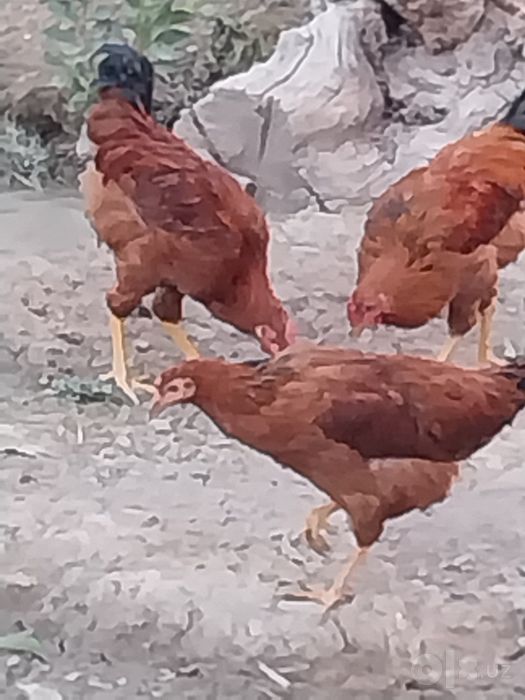 Зотдор товуклар.