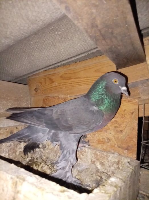 Голубь дытыш самцы кептер