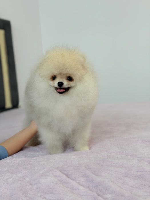 Baietel pomeranian mini/toy!