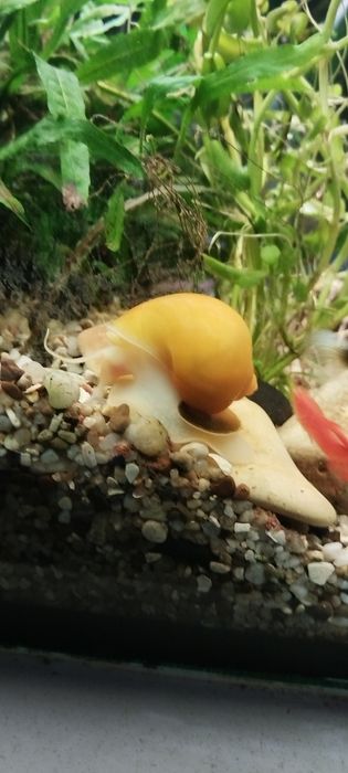 Охлюви Ампулария