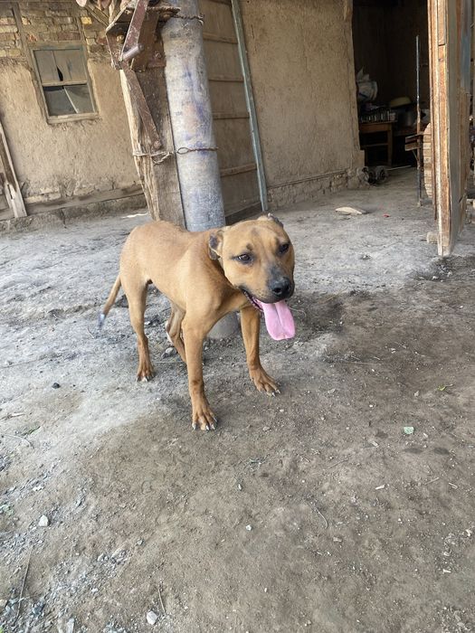 pitbull polni raduxa qani taza