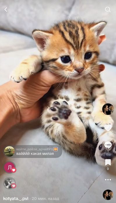 Бенгальский котенок