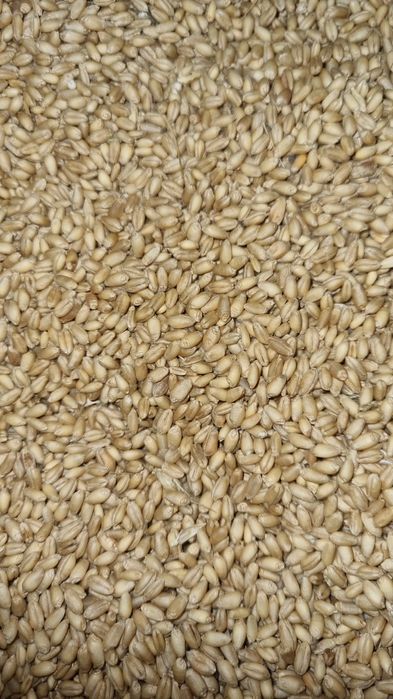 Vând mazare, floare soarelui, porumb, grâu