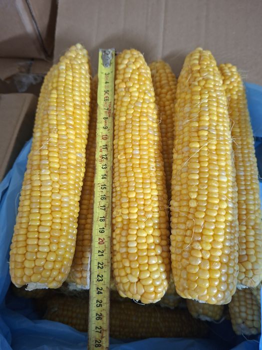 Кукуруза оптом сладкая
