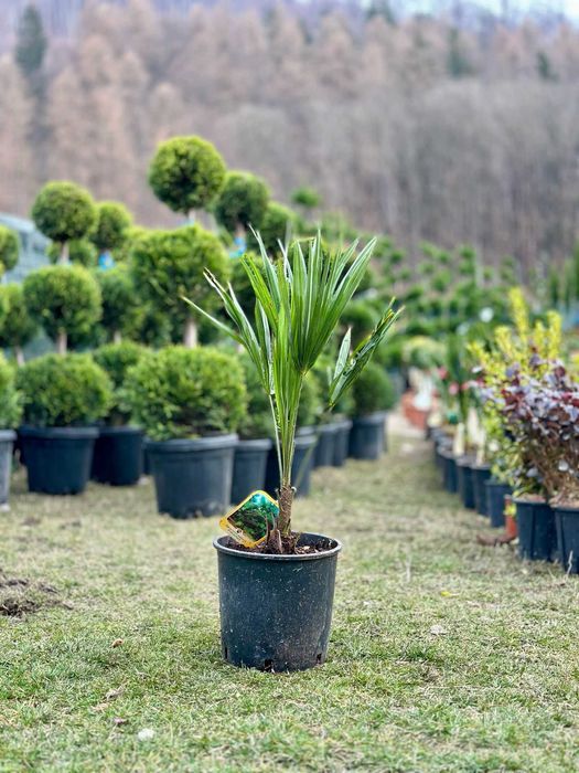 Plante Ornamentale de Calitate – Transport Gratuit la Tine