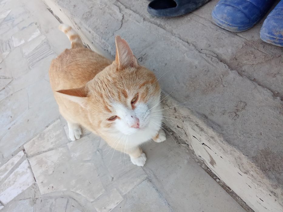 Кошка самец 2годика