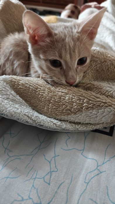 Котёнок        .