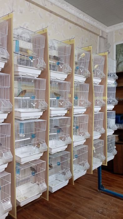 Канарейка .Тайер сайраб турган