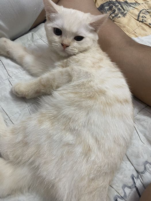 Шиншила мраморный 10ойлик мальчик привязка килинган