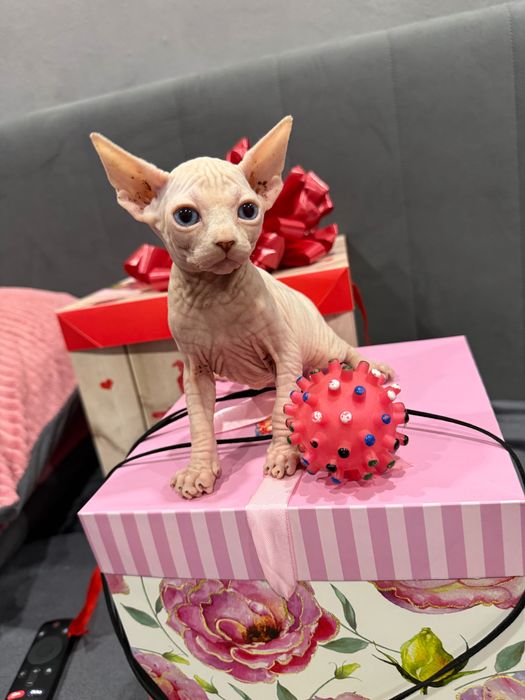 Девочка сфинкс от премиальных родителей