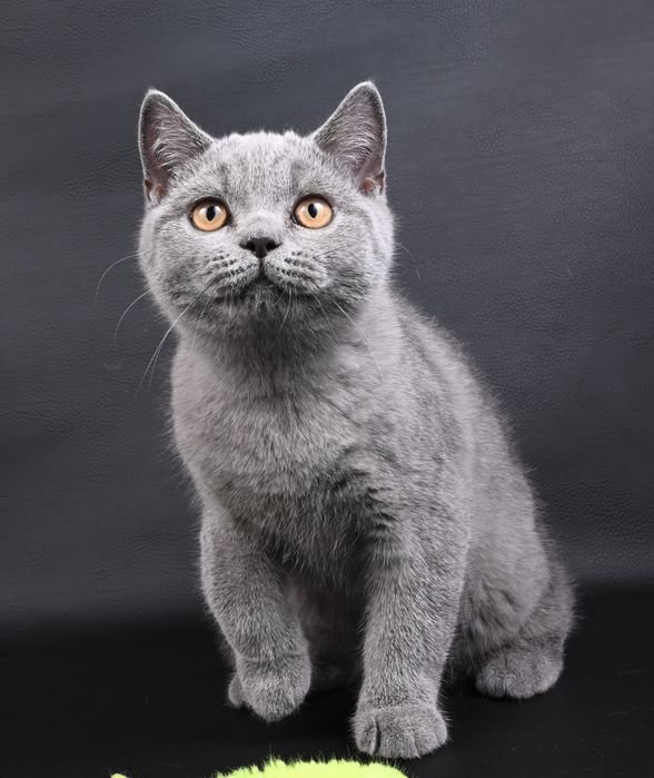 Pisicuță British Shorthair colour blue  cu pedigree