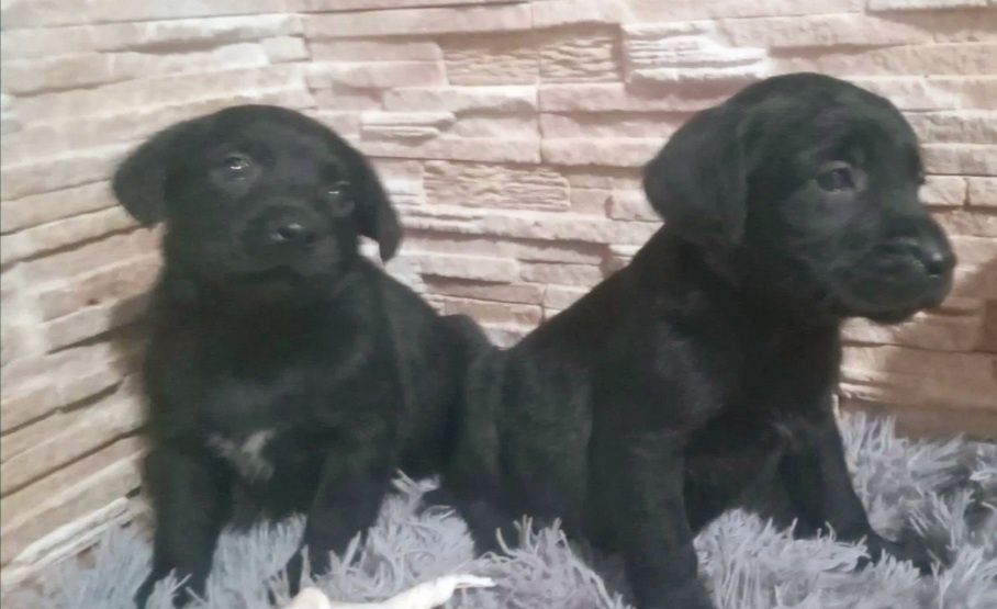 Продам щенков лаблодора 1месяц