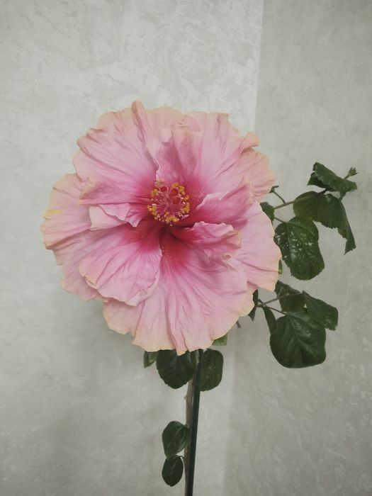 Гибискус или китайская роза