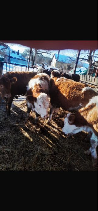 Vand vitei si vitele