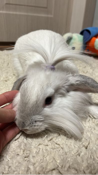 Продам Милую девочку Лоллу