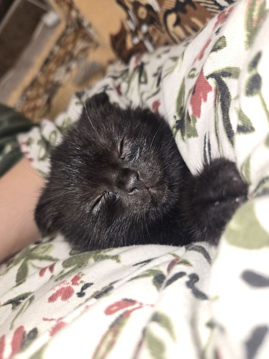 Scottish straight шотландские вислоухие