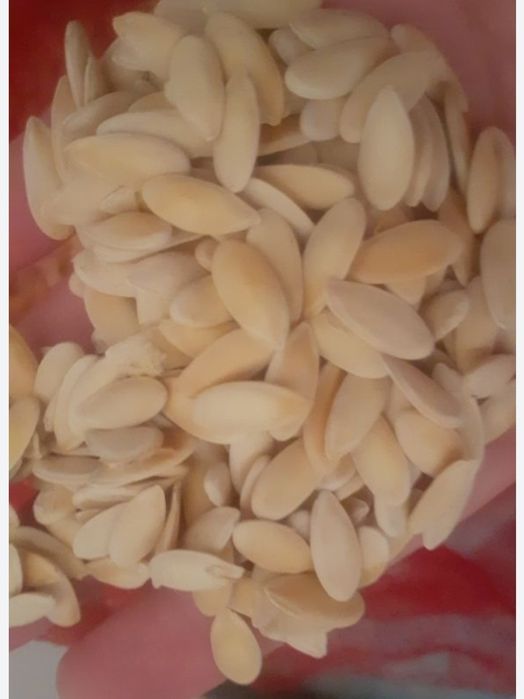 Продаётся семена дыни бакинка очень хороший сорт